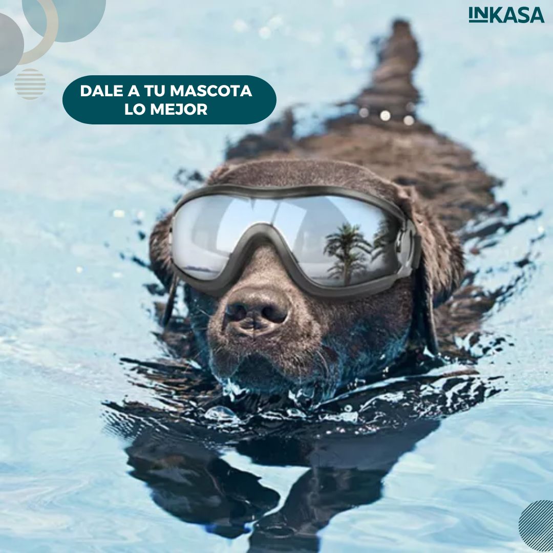 Gafas para Mascota Or84