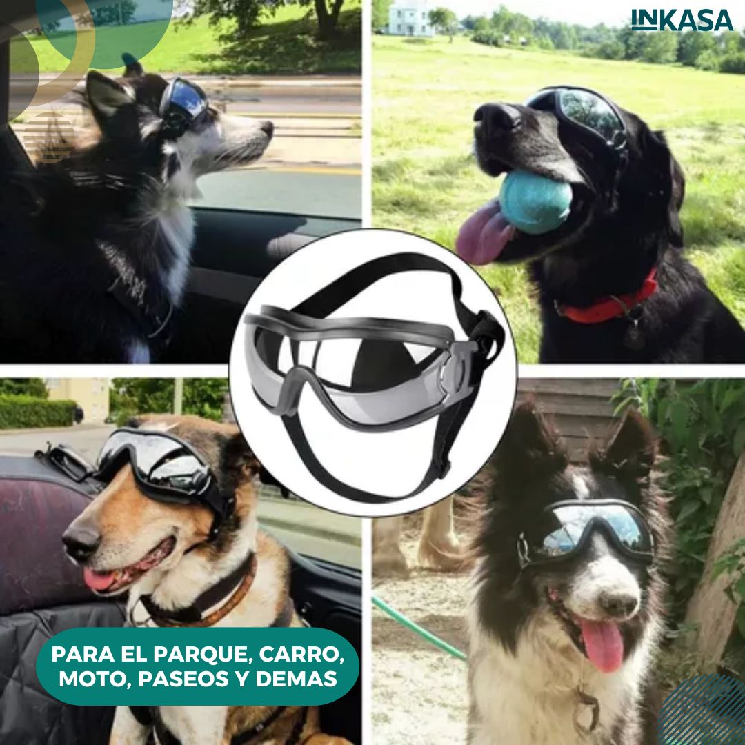 Gafas para Mascota Or84