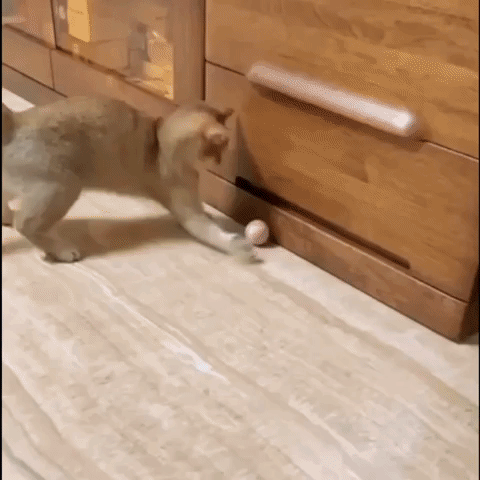Pelota Inteligente para mascotas recargable 2X1