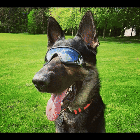 Gafas para Mascota Or84