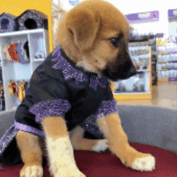 Disfraces para mascotas