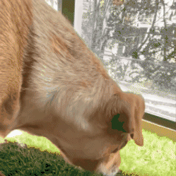 Tapete de entrenamiento para perros grandes y pequeños
