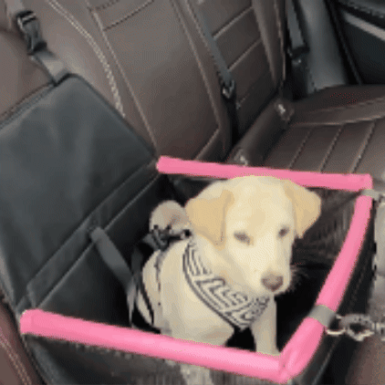 Asiento de seguridad para mascotas
