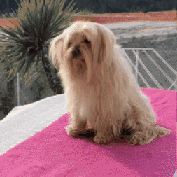 Cepillo secador para mascotas