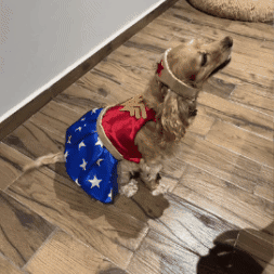 Disfraces para mascotas