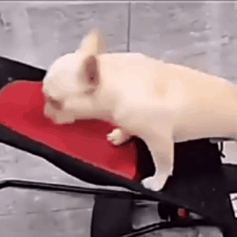 Mecedora para mascotas