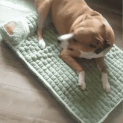 Cama acolchada para mascota
