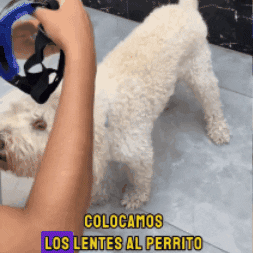 Gafas para Mascota Or84