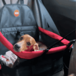 Asiento de seguridad para mascotas
