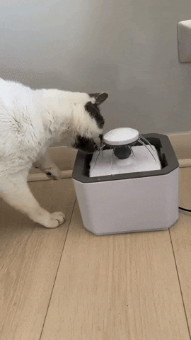 Fuente De Agua Para Mascotas